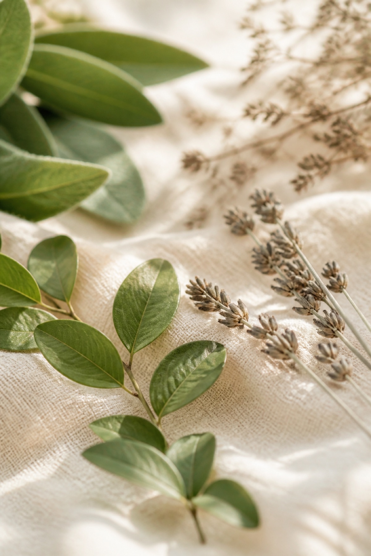 Botanical close-up in warm light, for VELCILA herbal lash care